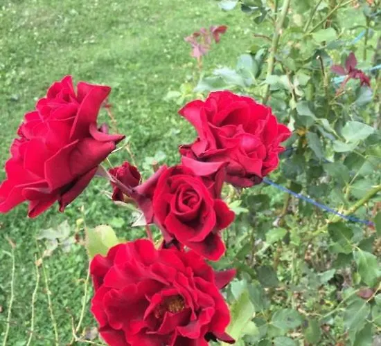 Летний дом Janezinovi House *