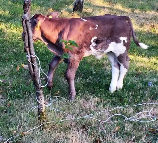 Janezinovi House Ratecevo Brdo